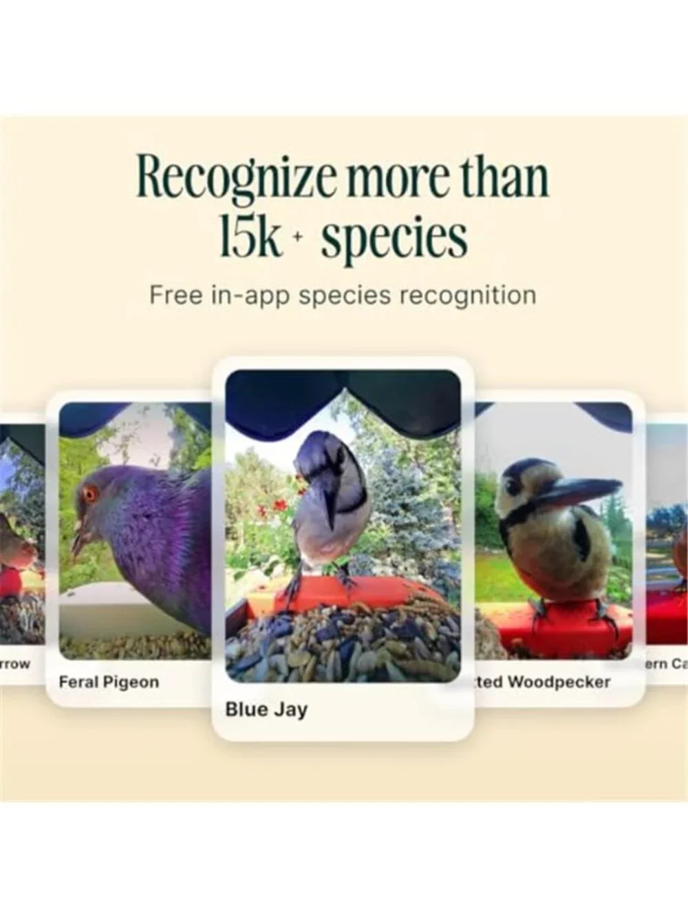Solar Smart Bird Feeder with Camera - AI Bird Species Identification, 5MP Photos